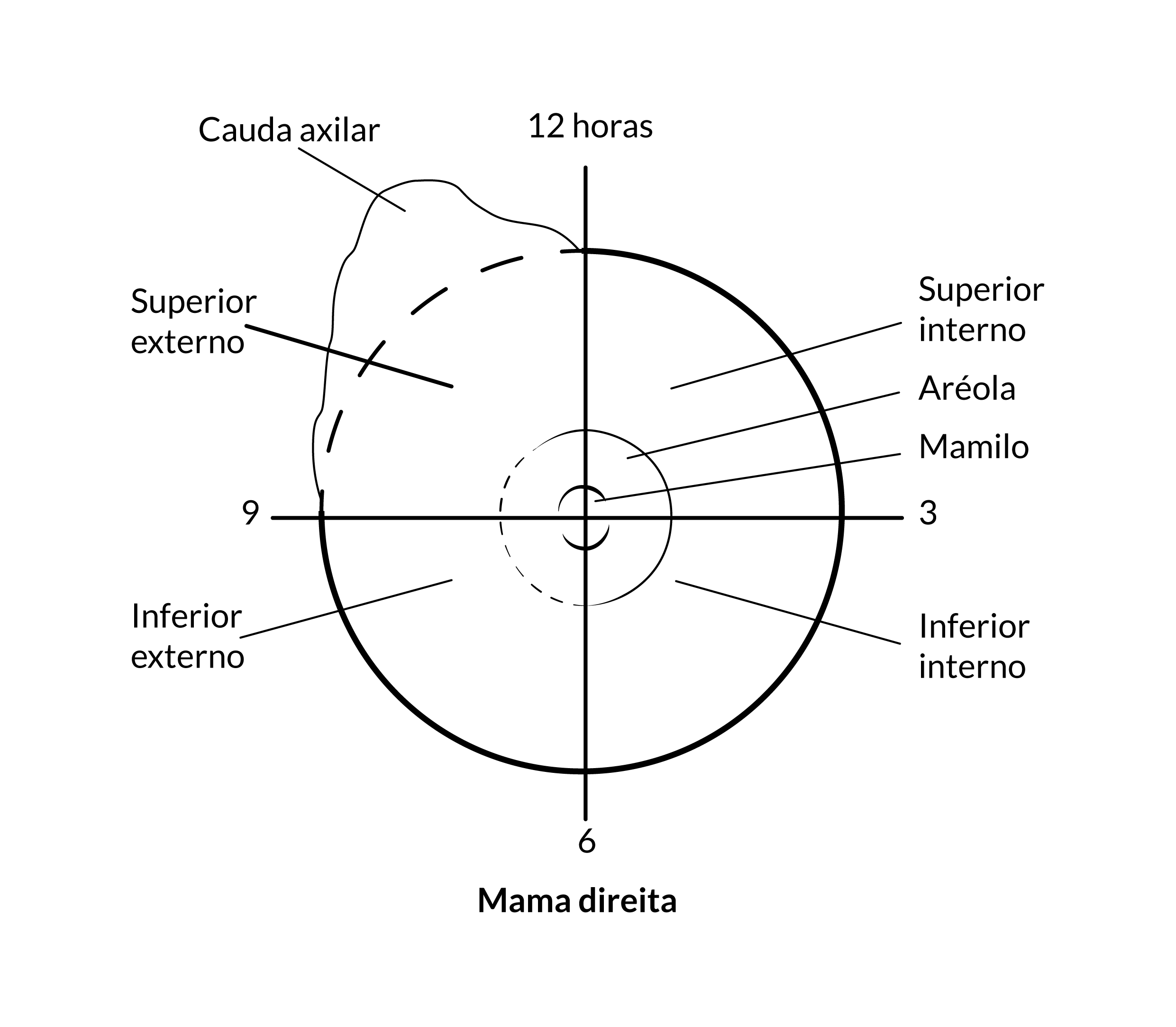 Estrutura anatômica da mama